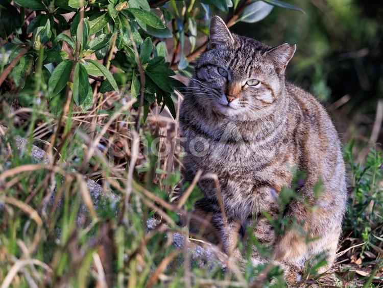 海の公園に住むキジトラ猫です。 猫,野良猫,地域猫の写真素材