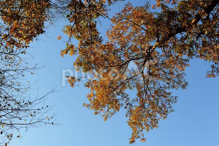 樹木のある風景 木,樹木,枝の写真素材