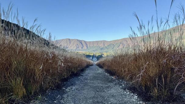 仙石原すすき草原3 仙石原すすき草原,すすき,秋の写真素材