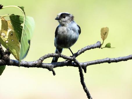 桜の枝につかまるエナガ 桜の枝につかまるエナガ 鳥,野鳥,エナガの写真素材