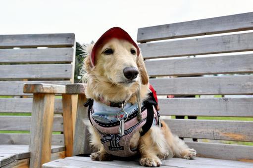 ハイキングでベンチで休む犬 ハイキングでベンチで休む犬 ミニチュアダックス,ダックスフント,愛犬の写真素材