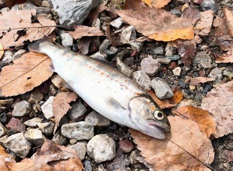 アマゴ アマゴ アマゴ,サツキマス,幻の高級魚の写真素材