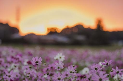 朝焼けのコスモス畑 朝焼けのコスモス畑の写真