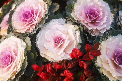 ハボタン ハボタン,アブラナ科,薄いピンクの写真素材