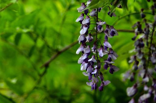 フジの花 フジの花の写真