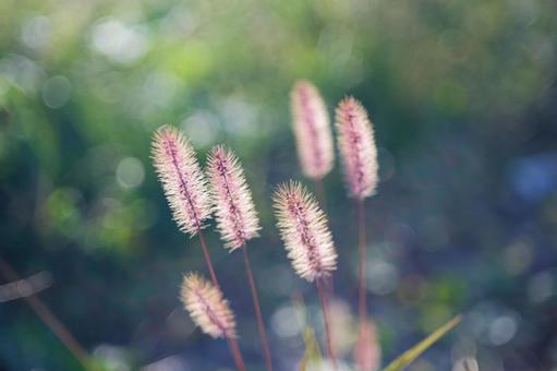 光に透ける猫じゃらし エノコログサ,猫じゃらし,草の写真素材