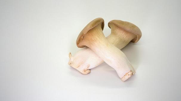King oyster mushroom white background, JPG