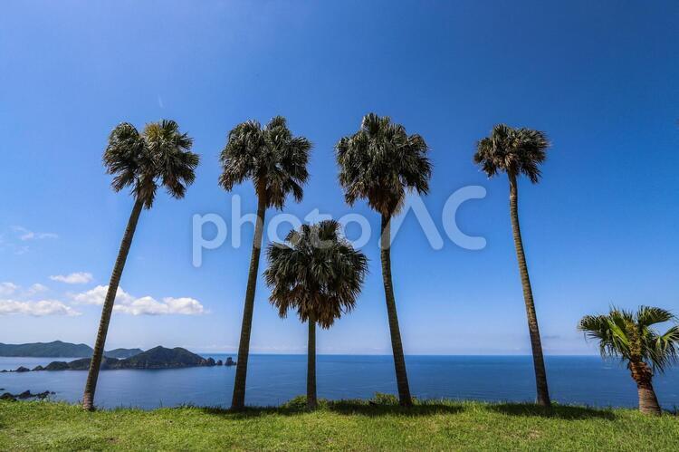 南国の風景 南国,ヤシ,夏の写真素材