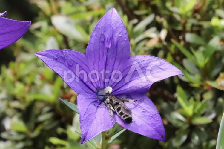 桔梗の花のミツバチ 桔梗の花,ミツバチ,紫色の写真素材