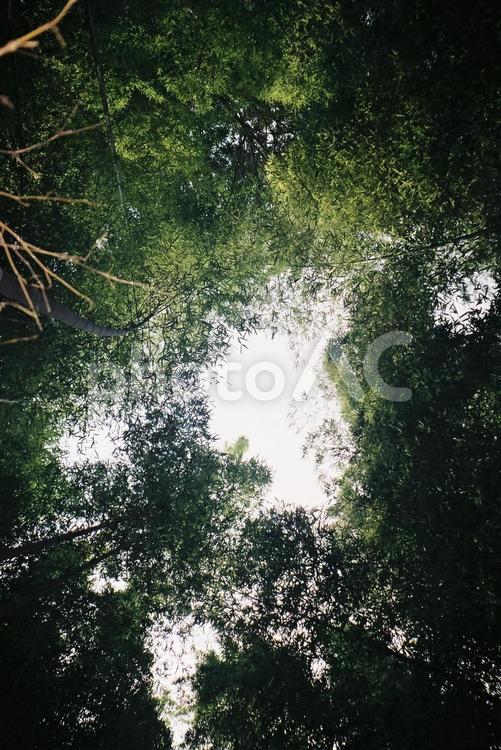 下からのぞく自然 木,風景,グリーンの写真素材