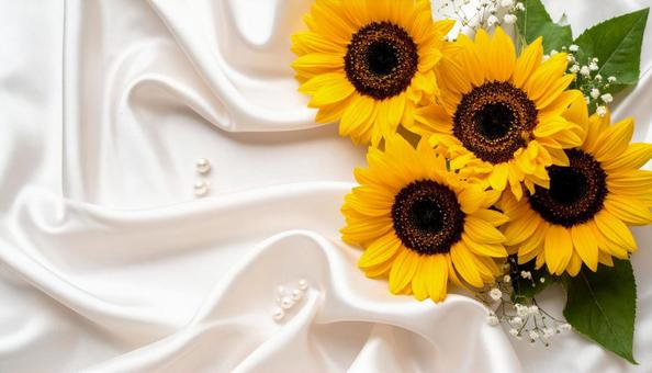 輝くひまわりと白いサテンの写真