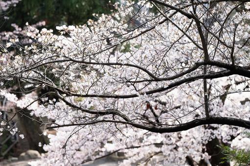 桜 桜の写真