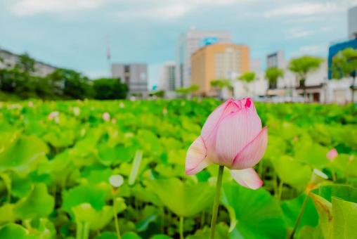 【秋田】千秋公園 蓮の花 2025 【秋田】千秋公園 蓮の花 2025 秋田,秋田駅,2025の写真素材
