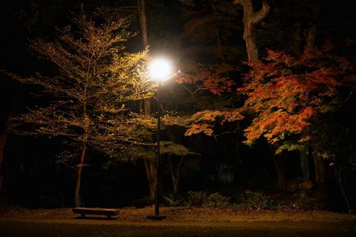 街灯に照らされた夜の紅葉と木製ベンチ 夜景,夜,紅葉の写真素材