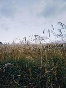 秋の曽爾高原 曽爾高原,ススキ,ライトアップの写真素材