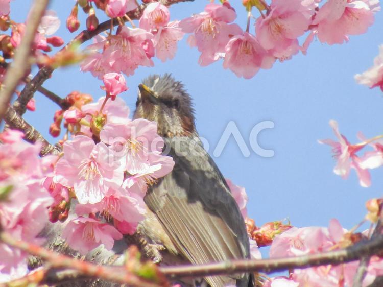 桜に囲まれるヒヨドリ3 桜,さくら,サクラの写真素材