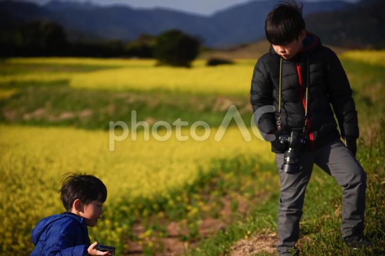 ※菜の花をスマホと一眼レフで撮影する兄弟 子供,男性,人物の写真素材