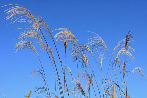 ススキの穂 ススキの穂 ススキ,穂,花序の写真素材