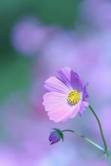 コスモス39　夜明け前 コスモス,秋桜,秋イメージの写真素材