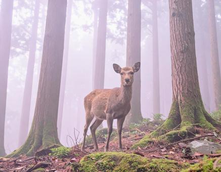森の中で出会った鹿 森の中で出会った鹿の写真