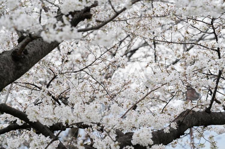 満開の桜が織りなす春の景色① 桜,満開,春の写真素材