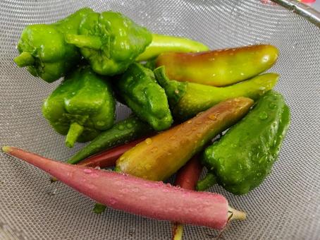 収穫 収穫 夏野菜,野菜,ピーマンの写真素材