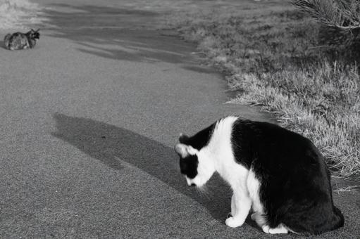 ねこ ねこの写真
