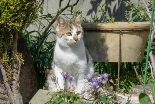 猫 猫 猫,生き物,動物の写真素材
