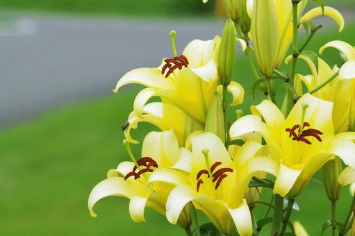 夏に咲く花 夏に咲く花の写真