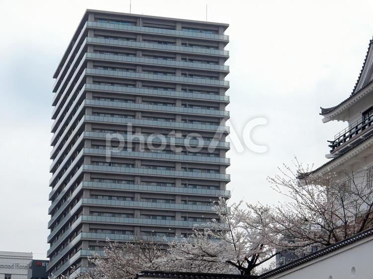 【桜の写真】桜が咲く風景 桜,さくら,サクラの写真素材