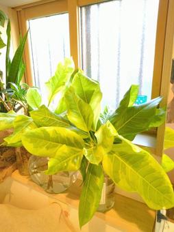 Photo, foliage plant, hydroponic culture, ficus, 
