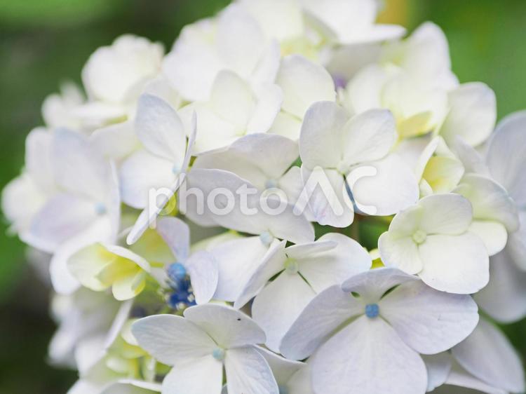 綺麗に咲いているアジサイ アジサイ,紫陽花,梅雨の写真素材