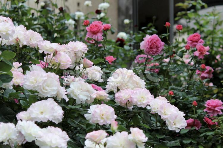 華やかなローズガーデン　ピンクの薔薇 薔薇,花,ローズの写真素材