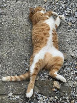 ゴロゴロする猫 ゴロゴロする猫の写真