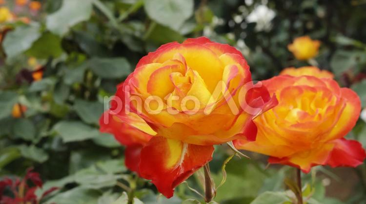 ばらの花（赤城の輝き） ばら,バラ,薔薇の写真素材