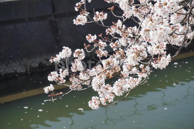 桜 桜,さくら,サクラの写真素材