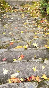 落ち葉と階段 落ち葉,紅葉,階段の写真素材