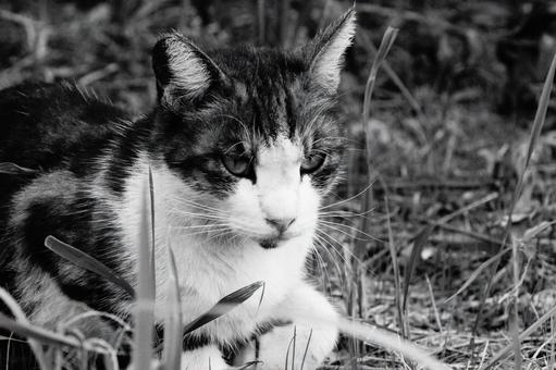ねこ ねこの写真