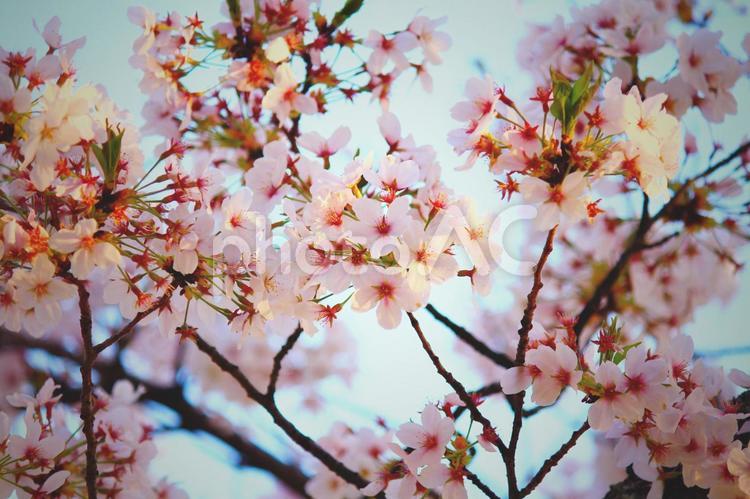桜の花 桜,花,春の写真素材