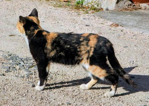 遠くを見つめるの写真