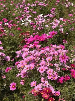 コスモス コスモス,コスモス畑,お花畑の写真素材
