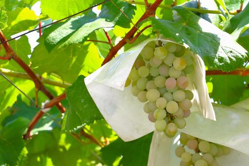 夏のぶどう棚 膨らむブドウの実 夏のぶどう棚 膨らむブドウの実 ぶどう,ぶどう棚,果樹園の写真素材