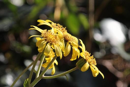 ツワブキ・石蕗　マクロ フラワー,秋,冬の写真素材