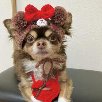 熊だワン 熊だワン チワワ,犬,かわいいの写真素材