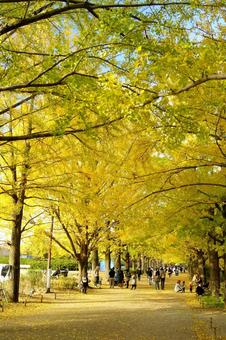 紅葉-534 紅葉-534の写真