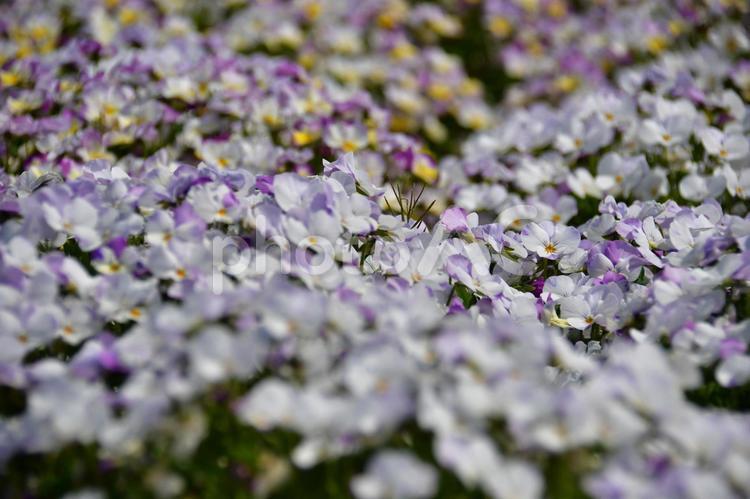 パンジー 花,黄色,植物の写真素材
