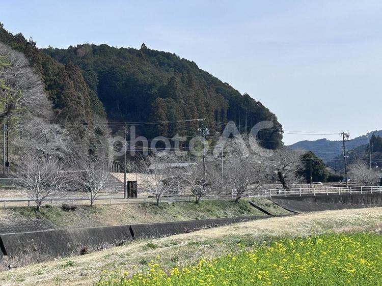 田舎と菜の花 山,風景,田舎の写真素材