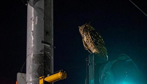 街中のフクロウ 街中のフクロウの写真