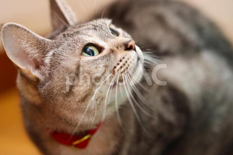 飼い主を見つめる猫 ねこ,座る,飼い猫の写真素材