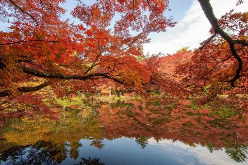 雲場池の紅葉 雲場池の紅葉 軽井沢,秋,自然の写真素材
